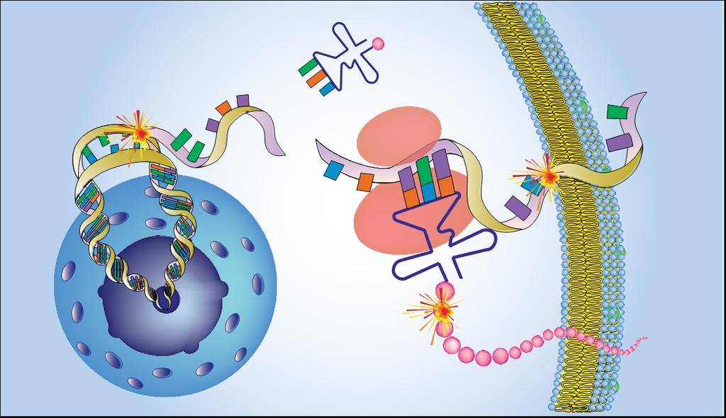 Le mutazioni del DNA, tradotte mediante t-rna e ribosomi, si manifestano nelle proteine.