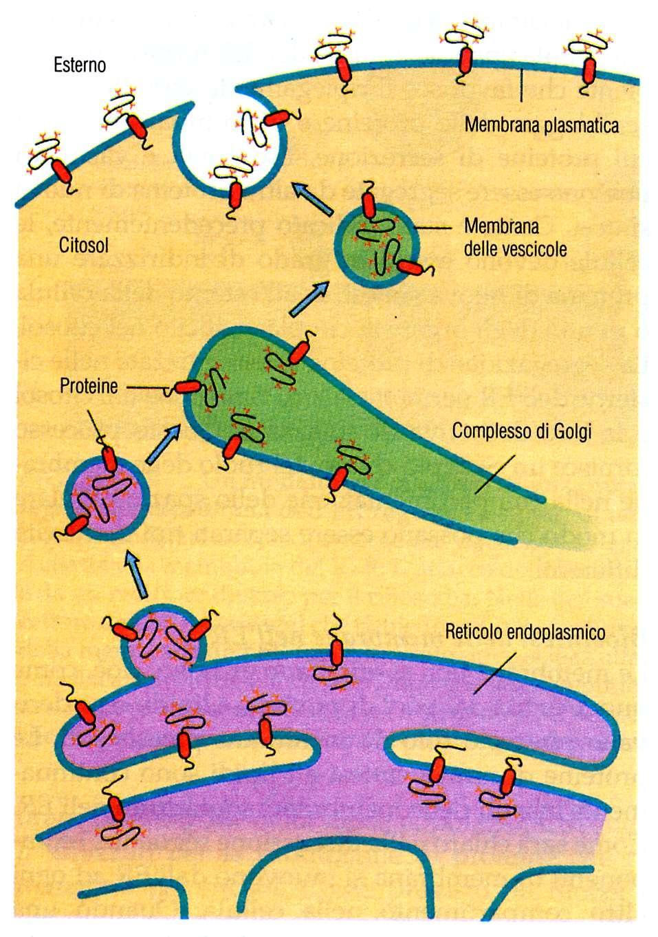 LE PROTEINE PRODOTTE DAL RETICOLO ENDOPLASMATICO PASSANO