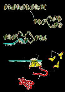 IL FLUSSO DELL INFORMAZIONE GENETICA A. La replicazione del DNA trasmette l informazione genetica alle cellule figlie. B.