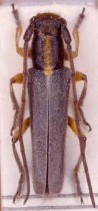 68 - Saperda carcharias (Linnè, 1758). Biologia: infestazioni nel legno perfettamente vivo (parassita primario) dei tronchi di pioppo delle varie specie.