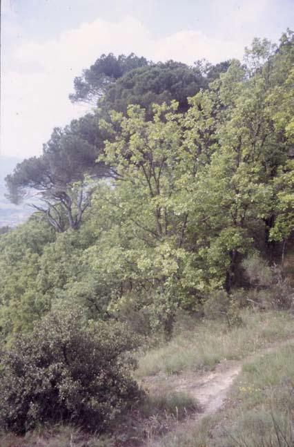 Fig. 12 - Pini domestici adulti, oltre le giovani roverelle, in località Monticino (Brisighella - RA; alt. m 320 ca.).