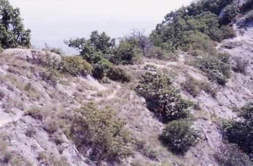 Fig. 13 - Garida cespugliata sul versante meridionale del complesso di Monte Mauro (Riolo Terme - RA; alt. m 500 ca.).