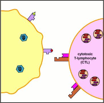 cellula infettata)-mhc I sulla cellula bersaglio, vi si lega rilasciando il contenuto dei granuli (perforine) direttamente sulla membrana della cellula