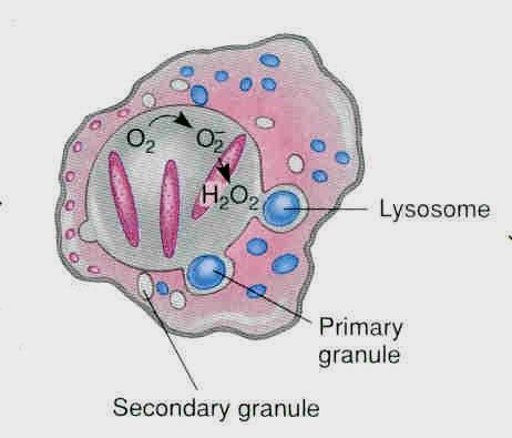 Fagocitosi Meccanismo Fusione fagosoma/lisosoma Formazione del fagolisosoma Uccisione di alcuni microbi
