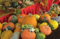 Novembre 5 Grande festa delle ZUCCA e delle