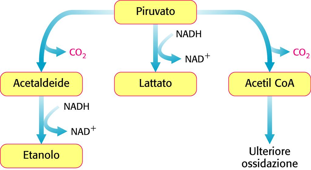 Destino del piruvato Rigenerazione del NAD + attraverso il metabolismo del pirivato Condizioni anaerobiche Fermentazione