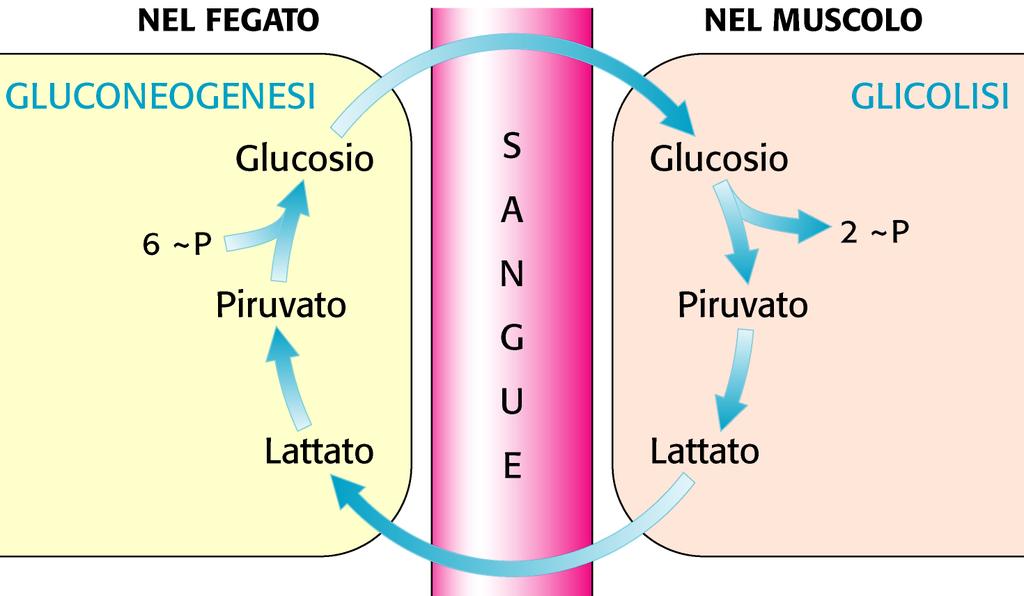 Il ciclo di Cori Il lattato formato nel muscolo attivo viene convertito in glucosio dal
