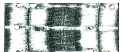 Il muscolo scheletrico: conformazione sarcomero linee Z Al microscopio si possono riconoscere alcune