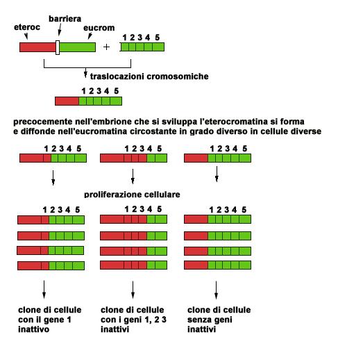 Variegazione Per effetto di