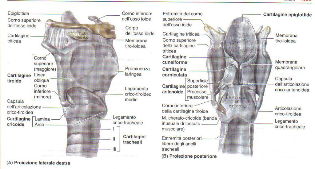 Scheletro laringeo 4-6 vertebra
