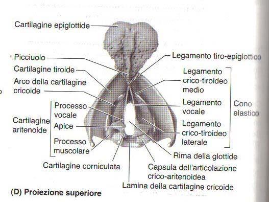 Scheletro laringeo CORDA