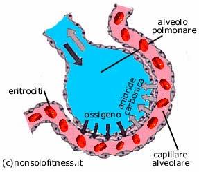 Diffusione Unità funzionale polmonare Epitelio pavimentoso semplice dell alveolo