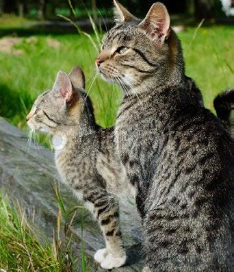 Colonie di gatti in fattoria I gatti non sterilizzati si moltiplicano molto in fretta, per cui troppi gatti vivono in uno spazio ristretto.