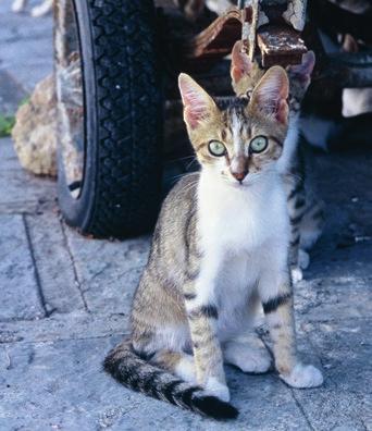 Che cosa potete fare? Sul portale della PSA www.miseria-gatti.ch troverete le informazioni più rilevanti e potrete richiedere la nostra assistenza (in collaborazione con le nostre sezioni)!