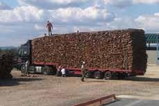 acquistato in foresta tutto il sughero