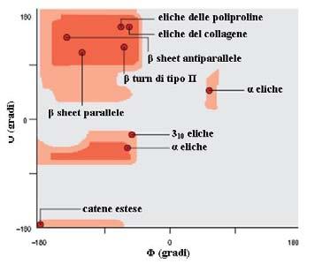 1.1 La struttura delle proteine che molte combinazioni sono proibite a causa di impedimenti sterici tra gli atomi.