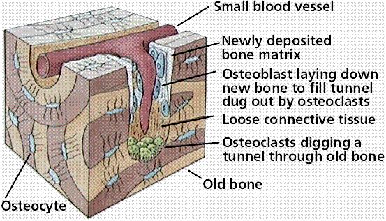 Tessuto osseo I canali di Havers di osteoni adiacenti sono