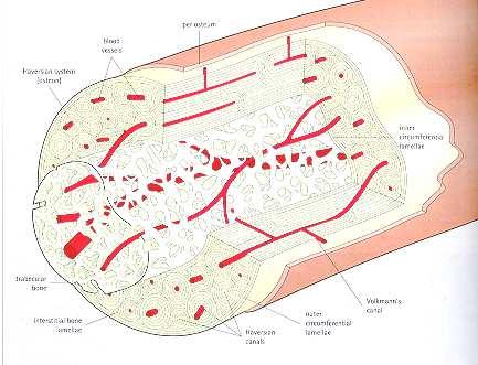 Tessuto osseo osteone periostio vasi sanguigni trabecola ossea lamelle ossee interstiziali canali di Volkmann lamelle circonferenziali esterne canale di Havers Quando l osso va