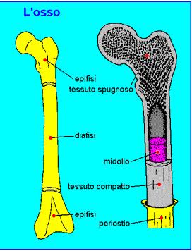 Tessuto osseo Zona porosa che delimita la cavità