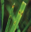 35 erboso. Quando l erba si secca assume una colorazione rosso-brunastra ed infine sbiadisce, divenendo marrone chiaro. Pythium - Pythium spp.