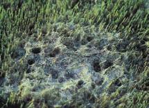 Scarsa ventilazione; malattia primariamente riscontrata in terreni con ristagni idrici. Macchie fogliari Leaf spot Drechslera poae Ruggine Rust Puccinia spp.