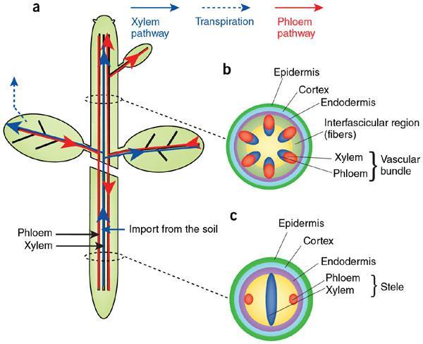 Esempio di flusso di massa delle molecole d