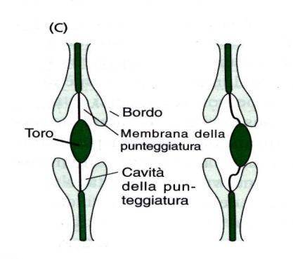 Le tracheidi sono presenti in