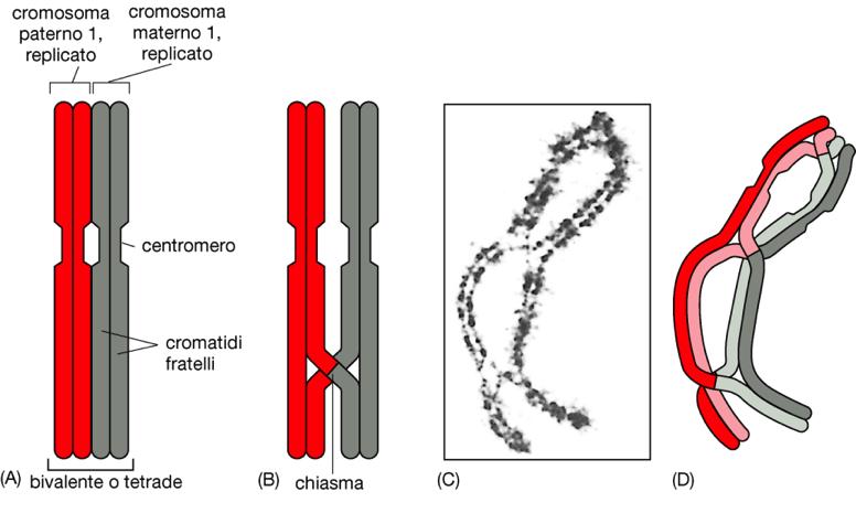 MEIOSI I Crossing-over dei cromosomi I geni provenienti dal padre e dalla madre vengono rimescolati con la ridistribuzione a caso degli omologhi materni e paterni nelle cellule figlie al momento