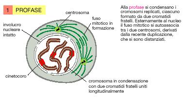 Tutte le attività cellulari (compresa la sintesi proteica) vengono ridotte al minimo. Avviene la disgregazione del nucleolo.