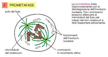 METAFASE L azione dei microtubuli (allungamento e accorciamento), all equilibrio permette il perfetto allineamento dei