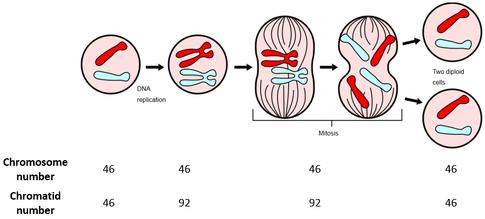 La mitosi produce due cellule geneticamente identiche alla cellula madre RIPRODUZIONE La riproduzione permette il trasferimento del materiale genetico a nuovi individui assicurando la continuazione