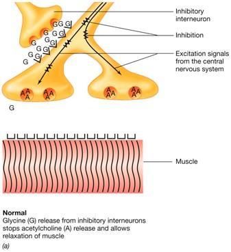 blocca il rilascio dei neurotrasmettitori delle sinapsi inibitorie
