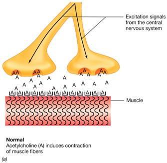 acidi gastrici blocca la neurotrasmissione a livello delle sinapsi