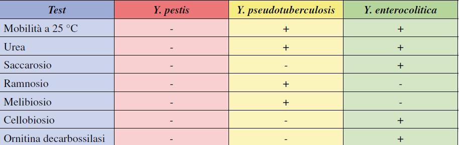 Yersinia: cresce su Agar sangue o su