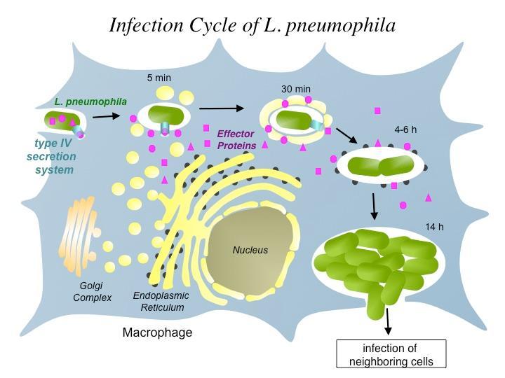 Legionella pneumophila Famiglia Legionellaceae 48 specie e oltre 60 sierogruppi 20 specie sono state documentate come patogene per l'uomo febbre di Pontiac: incubazione 1-2 giorni; forte febbre,