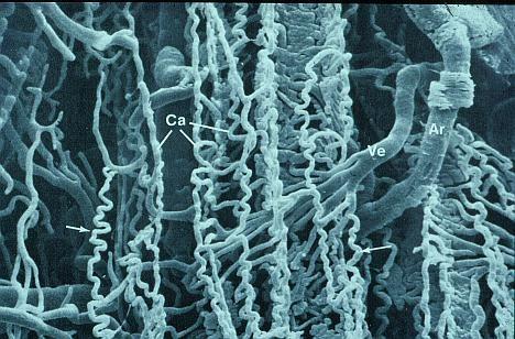 Meccanismi d azione Indiretti o biologici