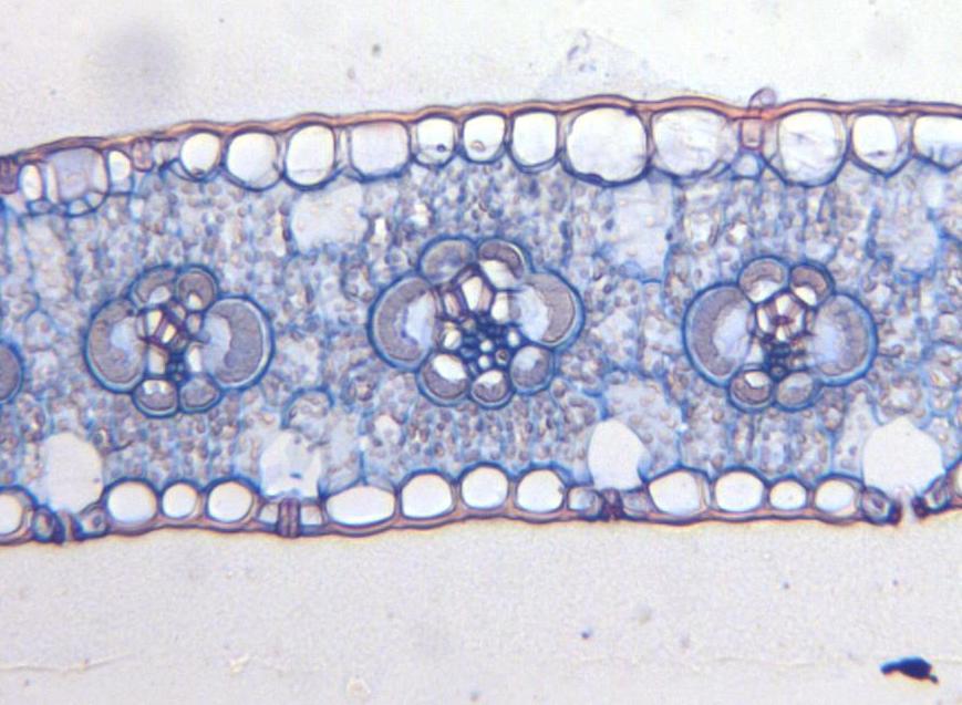 granuli di amido Questa via metabolica serve per concentrare la CO 2 al sito di