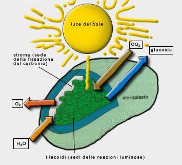 La funzione dei pigmenti fotosintetici: catturare l energia luminosa Gli elettroni di tali composti, assorbendo radiazioni di opportuna λ, possono eccitarsi cioè