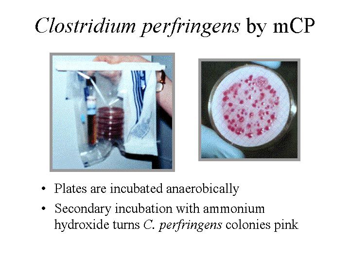 Clostridium perfringens Preparazione dei campioni Se carica particolarmente bassa fare conta in tubi MPN Inoculo su mezzo selettivo (solfito.