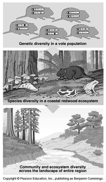 La biodiversità specie catalogate: specie stimate: ~1,8 milioni 5-30 milioni http://www.cbd.
