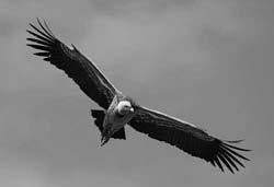 I limiti della biosfera l avvoltoio di Rueppel (Gyps rueppellii) può