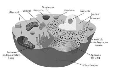 Il mattone della vita: la cellula l unità fondamentale di tutti gli organismi la più piccola struttura classificabile come vivente procarioti (1-10 µm) eucarioti (10-100 µm)
