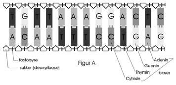 La codifica dell informazione quattro basi azotate(adenina, citosina, guanina e timina) rappresentano le unità basilari dell informazione nel DNA triplette di basi, dette codoni, codificano uno dei