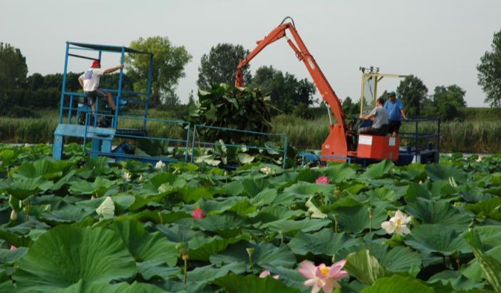 1. INTERVENTI DI RIQUALIFICAZIONE AMBIENTALE Realizzazione di fasce di vegetazione arborea e arbustiva - fasce tampone -