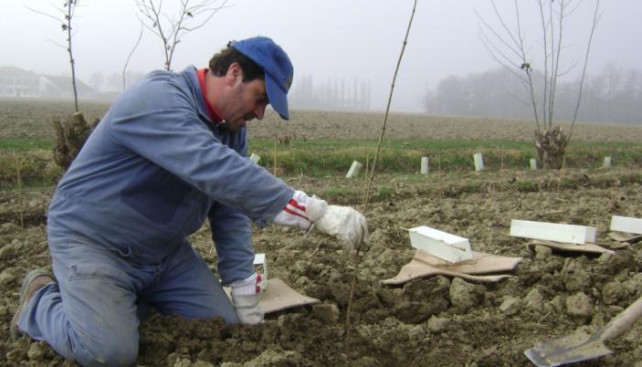 Contenimento di fior di loto, castagna d acqua, arundo donax per riduzione dei fenomeni di anossia, riduzione interrimento