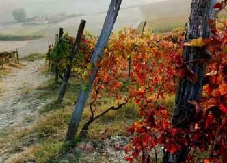 2 Tutela dei luoghi del vino In considerazione di alcuni contenuti di carattere agricolo, in particolare per la paleria del vigneto, si è valutata la possibilità