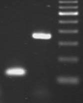 Tecniche di sequenziamento Metodo di Sanger DNA fragment purification And Sequencing PCR Tecniche
