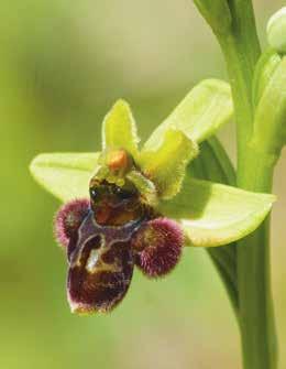 Ricerche sulla presenza di Ophrys minipassionis in Toscana e descrizione di due suoi ibridi nuovi 381 Ecologia: radura in bosco di roverella (Quercus pubescens Willd.), su substrato calcareo.