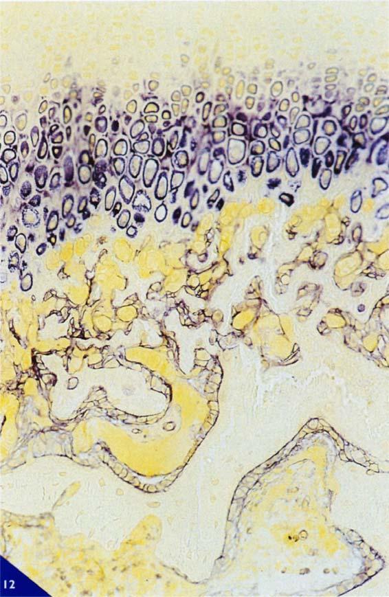 I centri primari di ossificazione compaiono in tutte le principali ossa dello scheletro prima della fine del terzo mese di vita intrauterina.