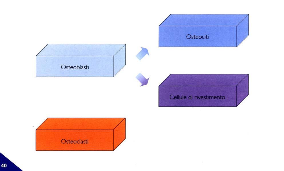 CELLULE DELL OSSO Se si considera l osso come un organo, formato quindi da più tessuti, in esso sono presenti, oltre alle cellule proprie, numerosi altri tipi di cellule come: elementi del midollo a